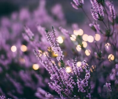 cluster of Lavender flowers illuminated by soft lights in the background, creating a serene and enchanting atmosphere.