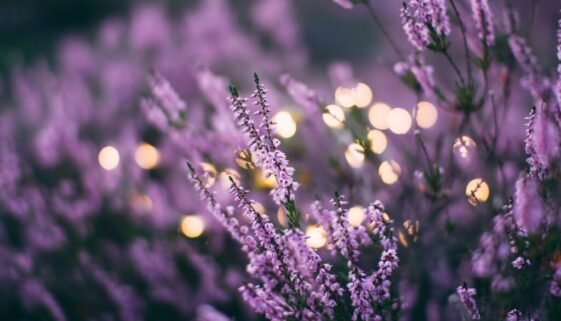 cluster of Lavender flowers illuminated by soft lights in the background, creating a serene and enchanting atmosphere.