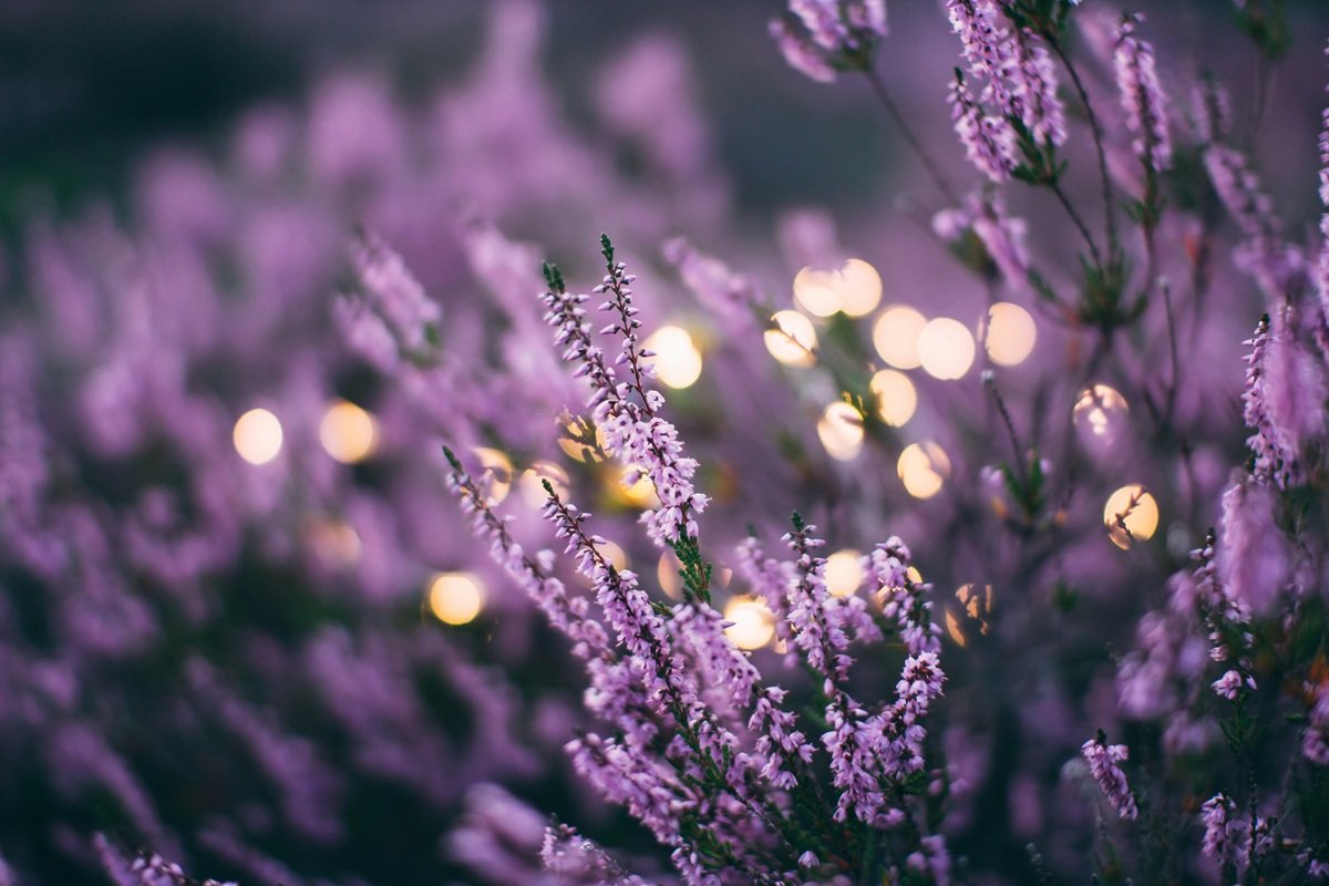 cluster of Lavender flowers illuminated by soft lights in the background, creating a serene and enchanting atmosphere.