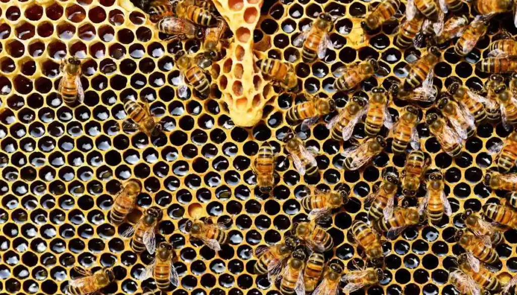 bees-on-honeycomb