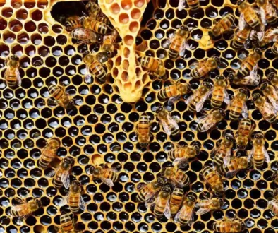 bees-on-honeycomb