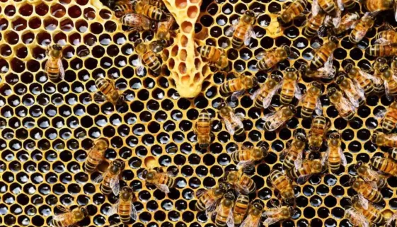 bees-on-honeycomb