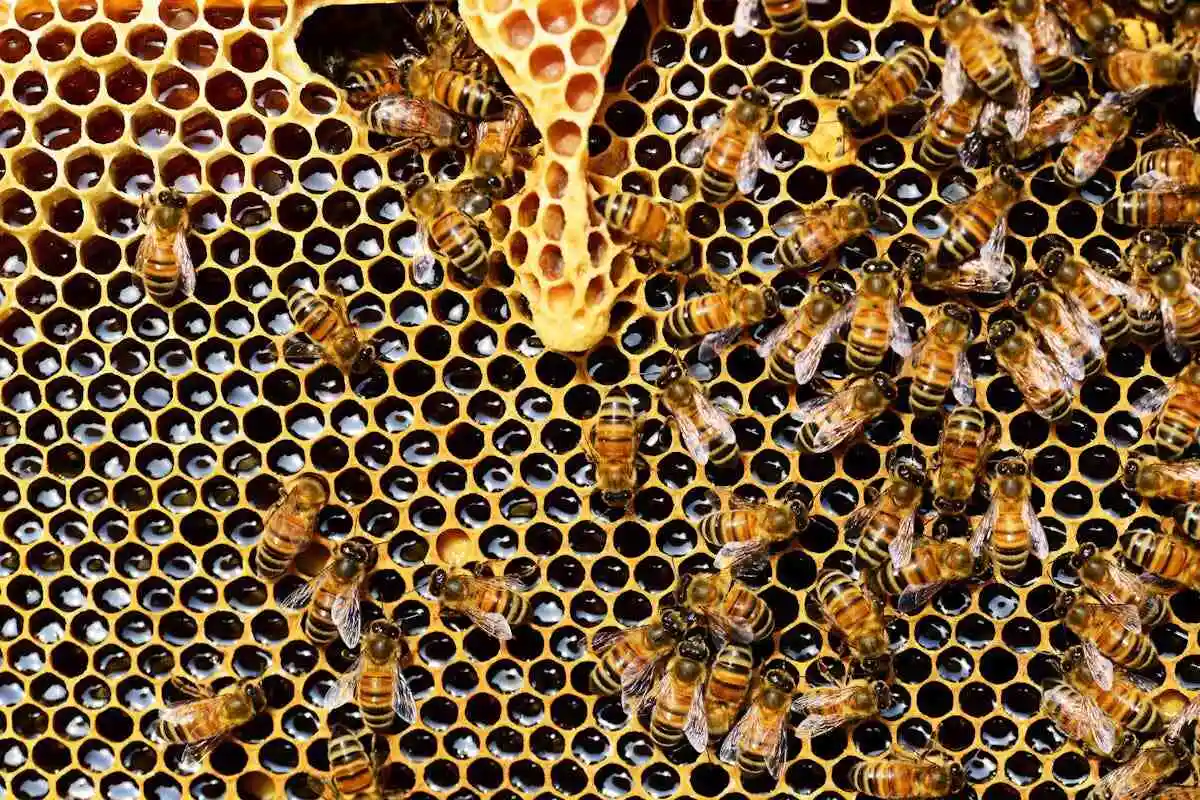 bees-on-honeycomb