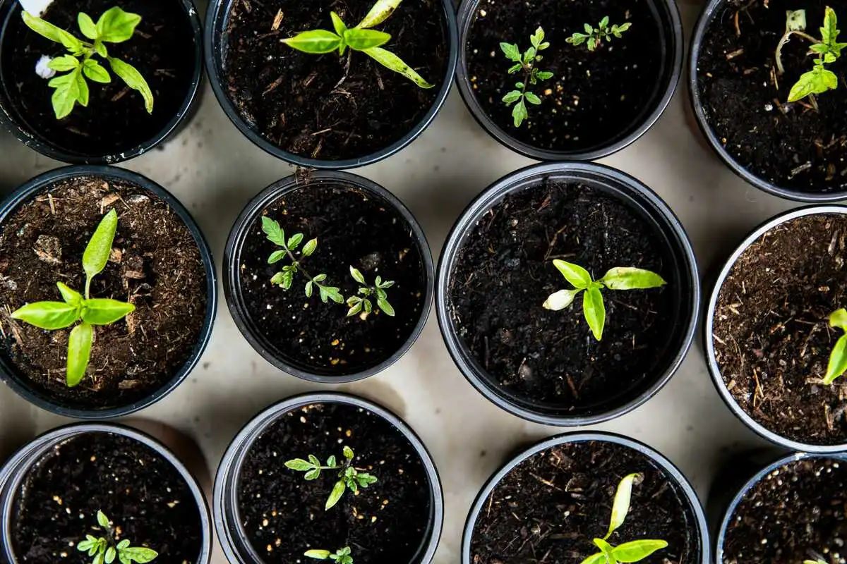 A collection of diverse seedlings Calendula in pots arranged neatly on a table