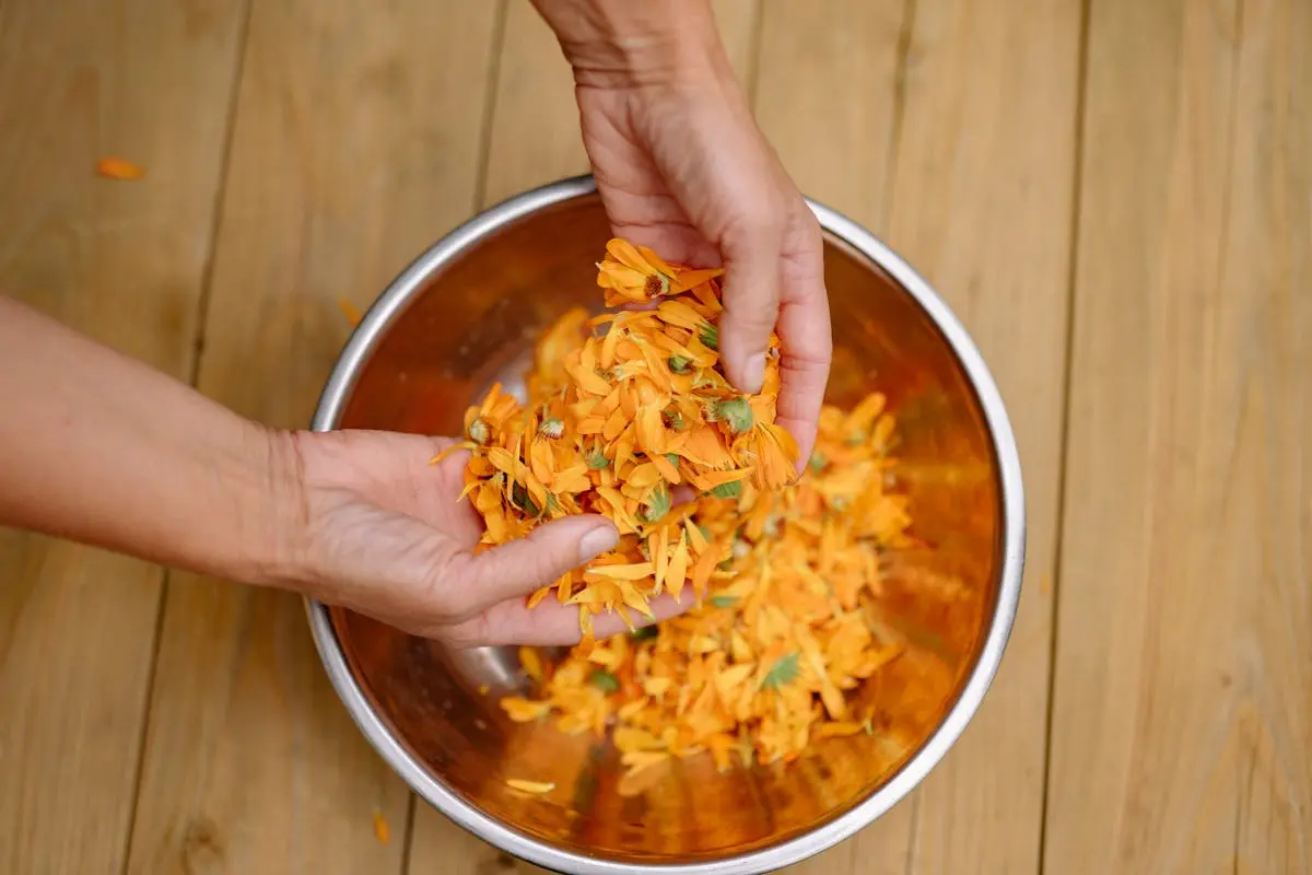 A person holds a bowl filled with freshly dried calendula, showcasing their vibrant orange color and texture.