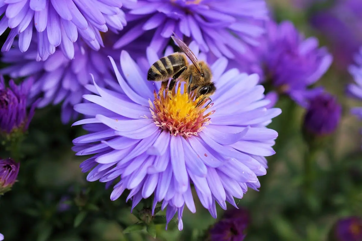  bee perched on a vibrant purple flower, showcasing its striking yellow center