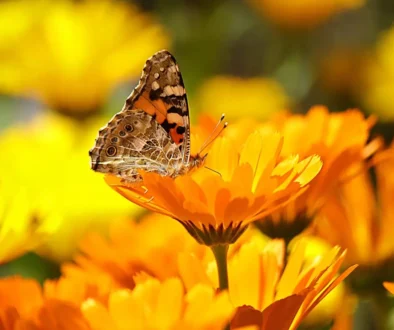 Painted Lady butterfly rests on a calendula flower in a sunlit garden.