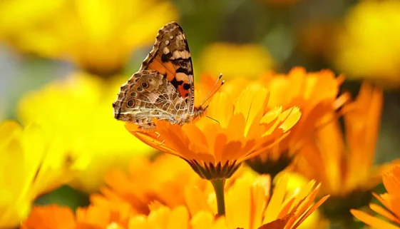 Painted Lady butterfly rests on a calendula flower in a sunlit garden.