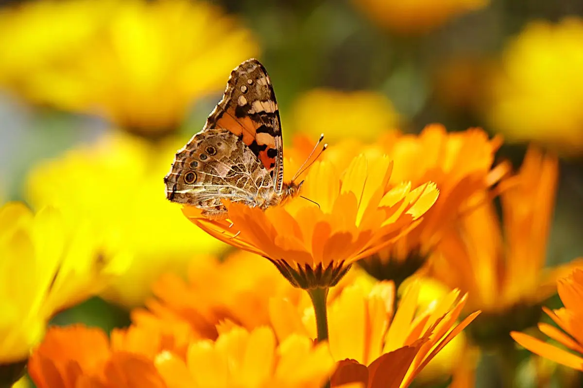 Painted Lady butterfly rests on a calendula flower in a sunlit garden.