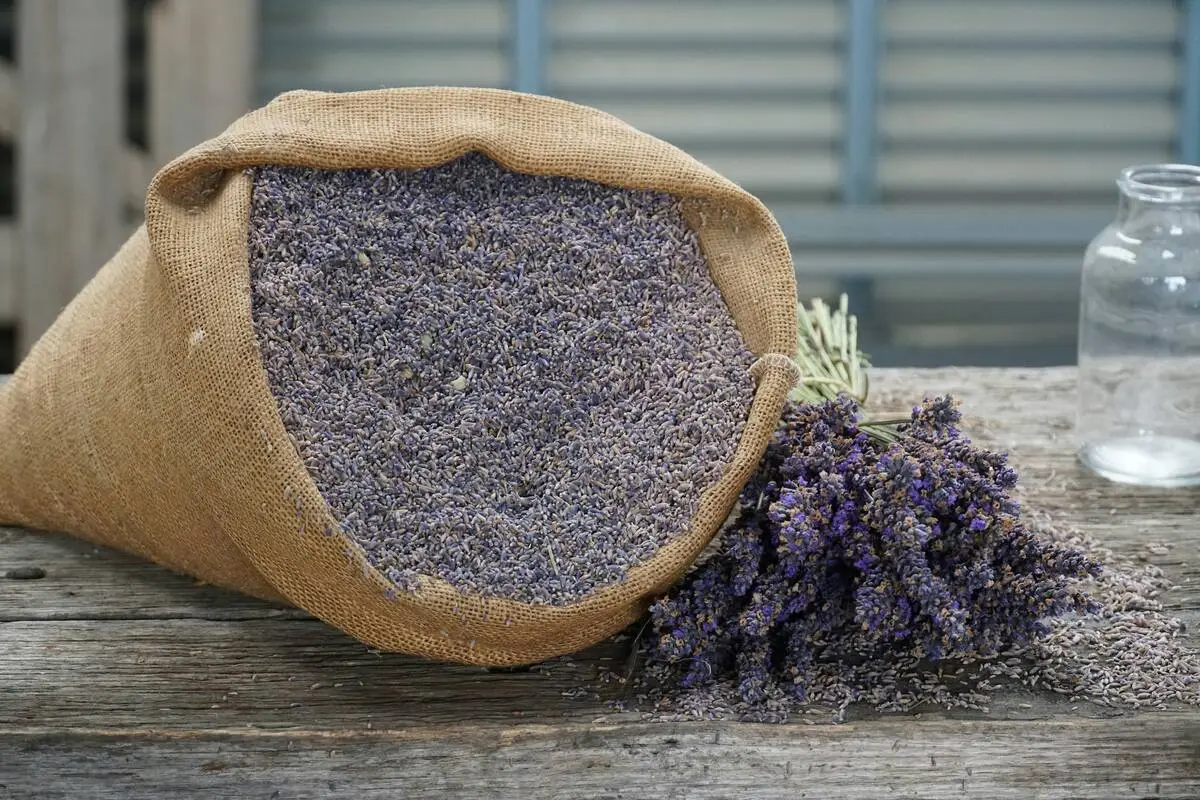 A bag filled with vibrant dried lavender flowers